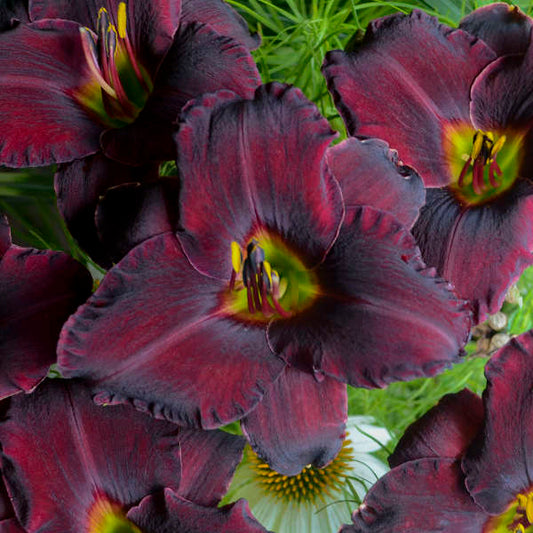 Image of a single bloom of Daylily Raspberry Suede. Image credit: Walters Gardens, Inc.