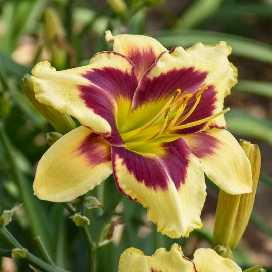 Image of a single bloom of Daylily Star Of The North. Image credit: Walters Gardens, Inc.
