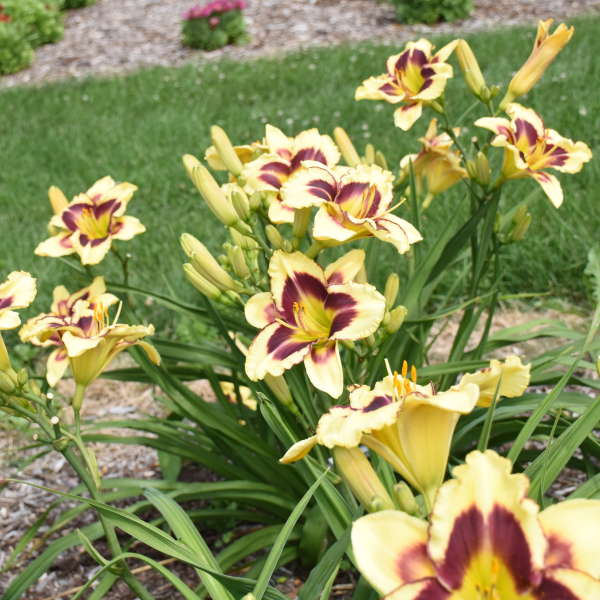 Image of a clump of  Daylily Star Of The North. Image credit: Walters Gardens, Inc.
