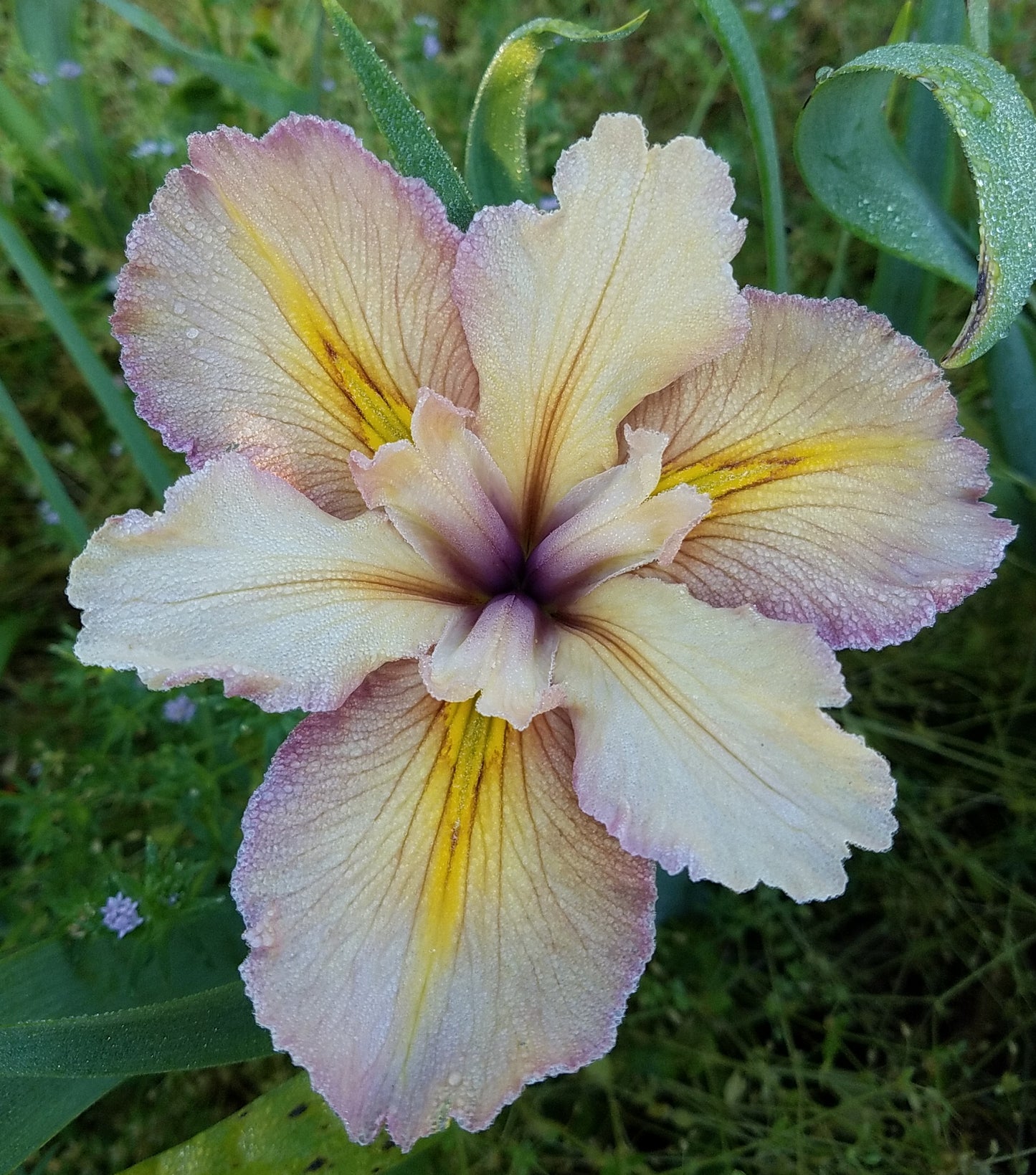 Image of an aged bloom of Louisiana Iris Wild Breeze. Image credit: Brian Shamblin