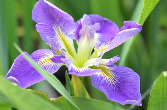 Image of a single bloom of Louisiana Iris Bayou Gambler.
