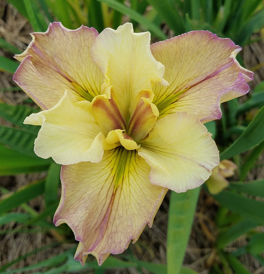 Image of a single bloom of Louisiana Iris Darling Debutante. Image credit: Brian Shamblin