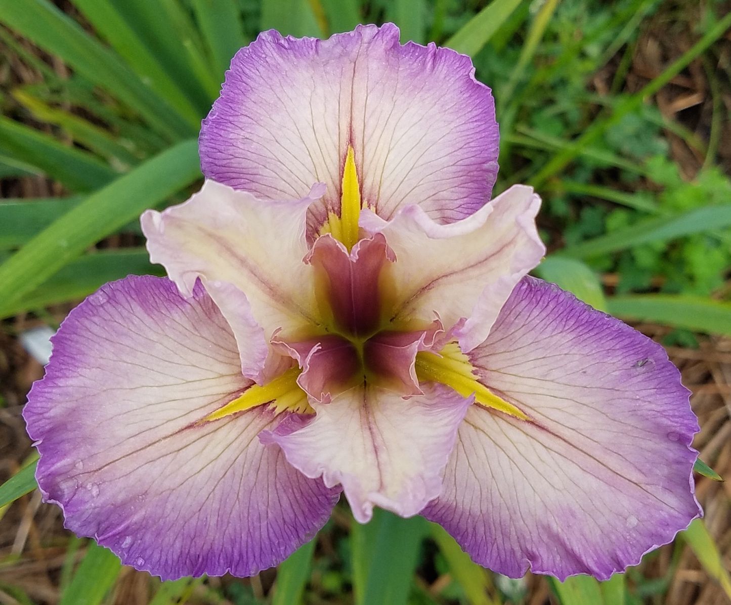 Image of a single bloom of Louisiana Iris Ephemeral Edge. Image credit: Brian Shamblin