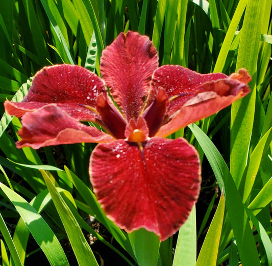 Image of a single bloom of Louisiana Iris Cherry Cup.