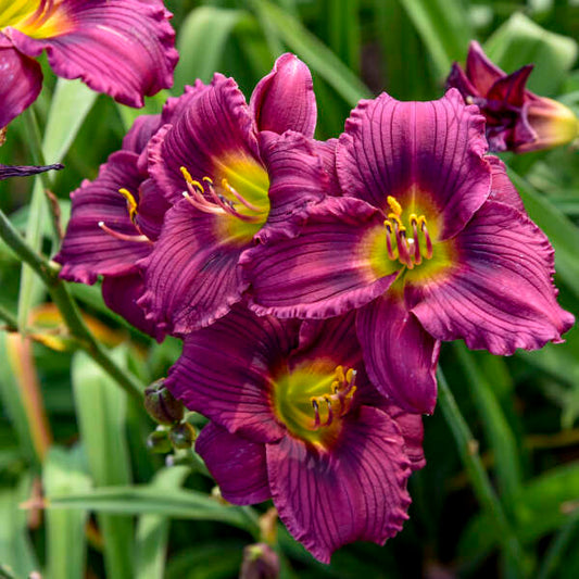 Image of a group of blooms of Daylily Little Grapette. Image credit: Walters Gardens, Inc.