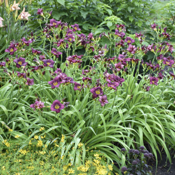 Image of a mass planting  of Daylily Little Grapette. Image credit: Walters Gardens, Inc.