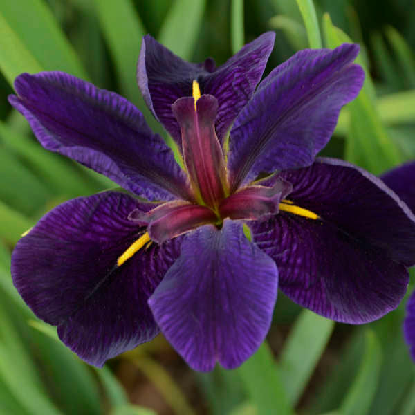 Image of a single bloom of Louisiana Iris Black Gamecock. Image credit: Walters Gardens, Inc.