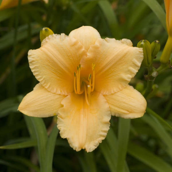 Image of a single bloom of Daylily Apricot Sparkles. Image credit: Walters Gardens, Inc.