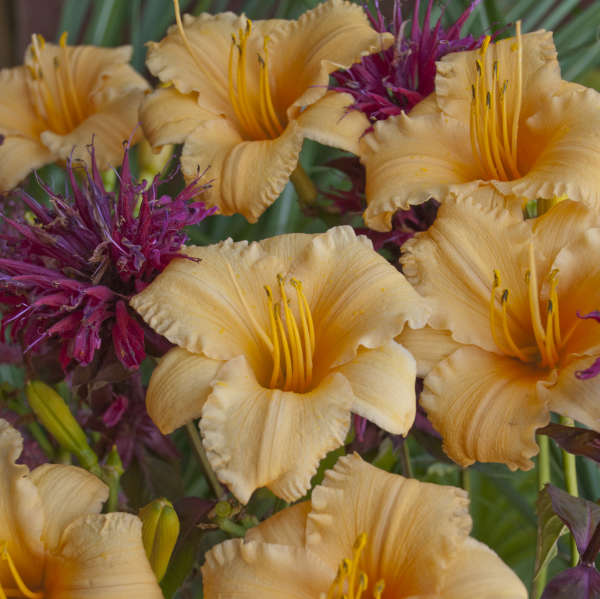 Image of a group of  blooms of Daylily Apricot Sparkles. Image credit: Walters Gardens, Inc.