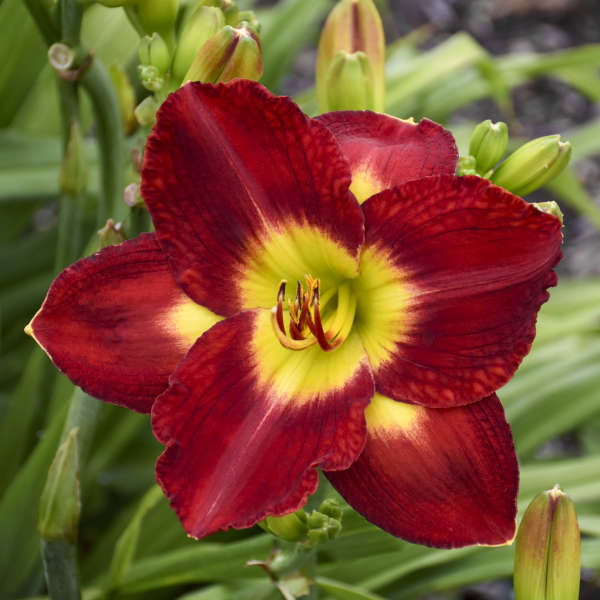 Image of a single bloom of Daylily Passion for Red. Image credit: Walters Gardens, Inc.
