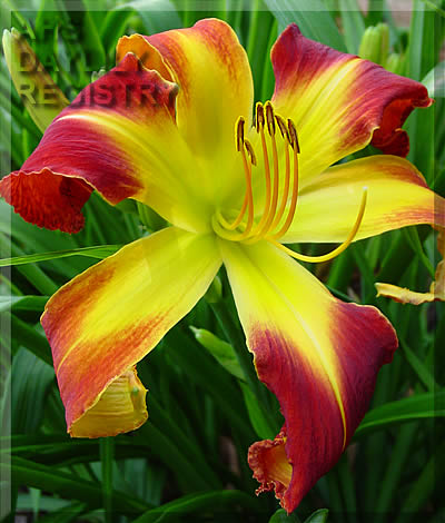 Daylily Chicken Dance – Three Shovels Farm