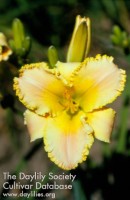 Image of Daylily Heavenly Stardust