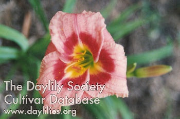 Placeholder image for Daylily Bug's Hug