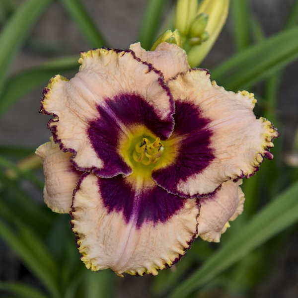 Image of a single bloom of Daylily Daring Deception. Image credit: Walters Gardens, Inc.