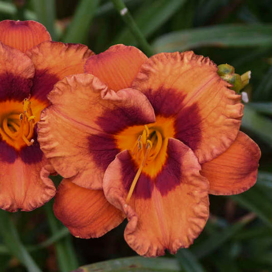 Image of a single bloom of Daylily Mighty Chestnut. Image credit: Walters Gardens, Inc.