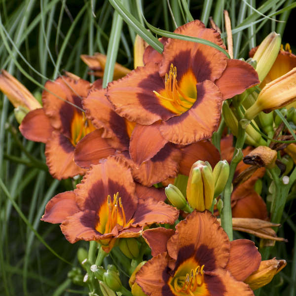 Image of a group of blooms of Daylily Mighty Chestnut. Image credit: Walters Gardens, Inc.