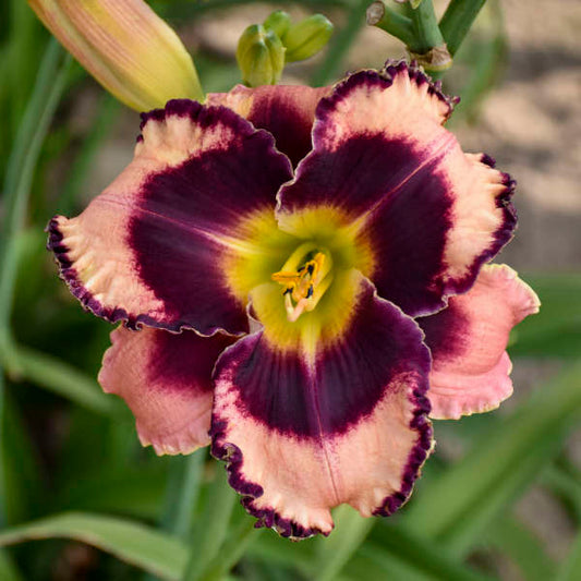 Image of a single bloom of Daylily Rock Solid. Image credit: Walters Gardens, Inc.