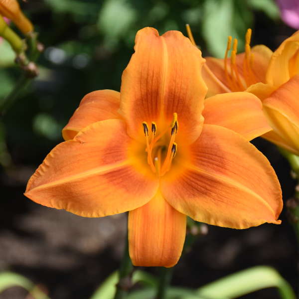 Image of a single bloom of Daylily Rocket City. Image credit: Walters Gardens, Inc.
