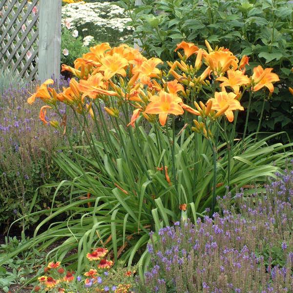 Image of a clump of Daylily Rocket City in full bloom. Image credit: Walters Gardens, Inc.