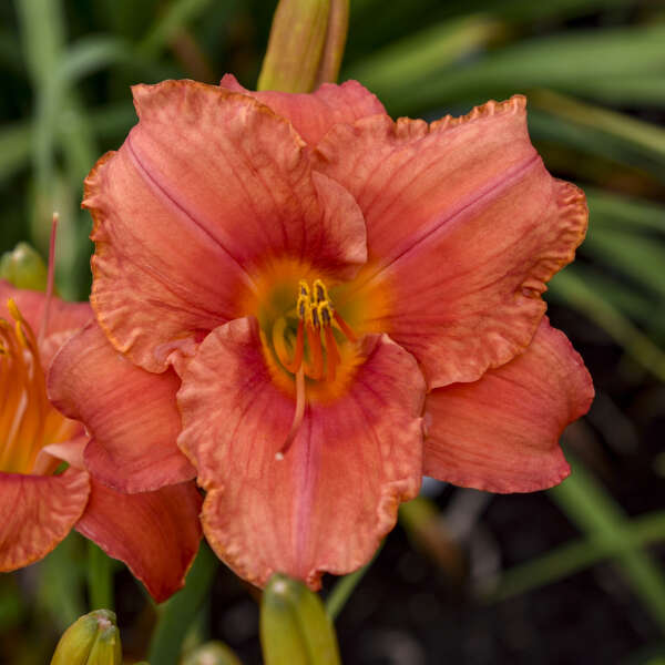 Image of a single bloom of Daylily South Seas. Image credit: Walters Gardens, Inc.