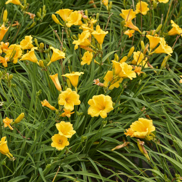 Image of a clump of Daylily Stella De Oro. Image credit: Walters Gardens, Inc.