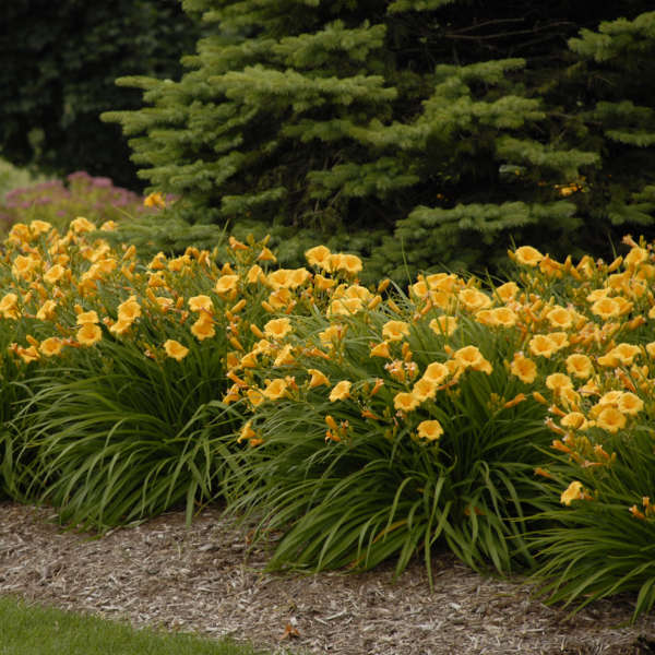 Image of Daylily Stella De Oro in a landscape setting. Image credit: Walters Gardens, Inc.