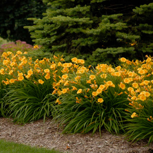 Image of Daylily Stella De Oro in a landscape setting. Image credit: Walters Gardens, Inc.