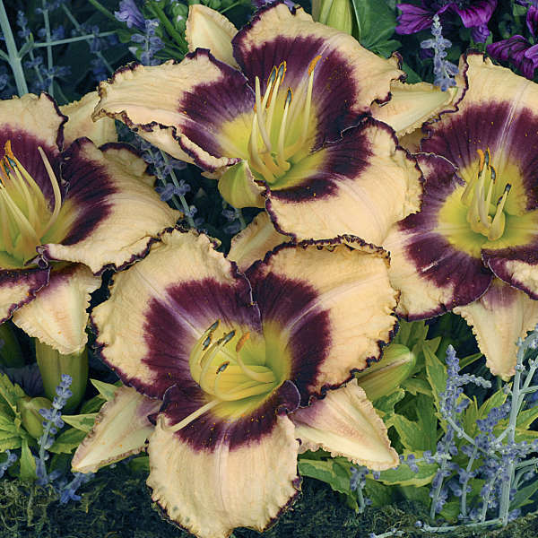 Image of a group of blooms of Daylily Inwood. Image credit: Walters Gardens, Inc.