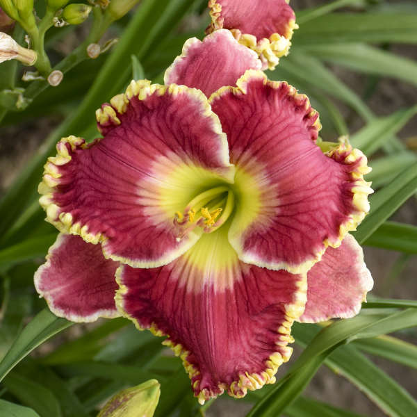 Image of a single bloom of Daylily Born to Run. Image credit: Walters Gardens, Inc.