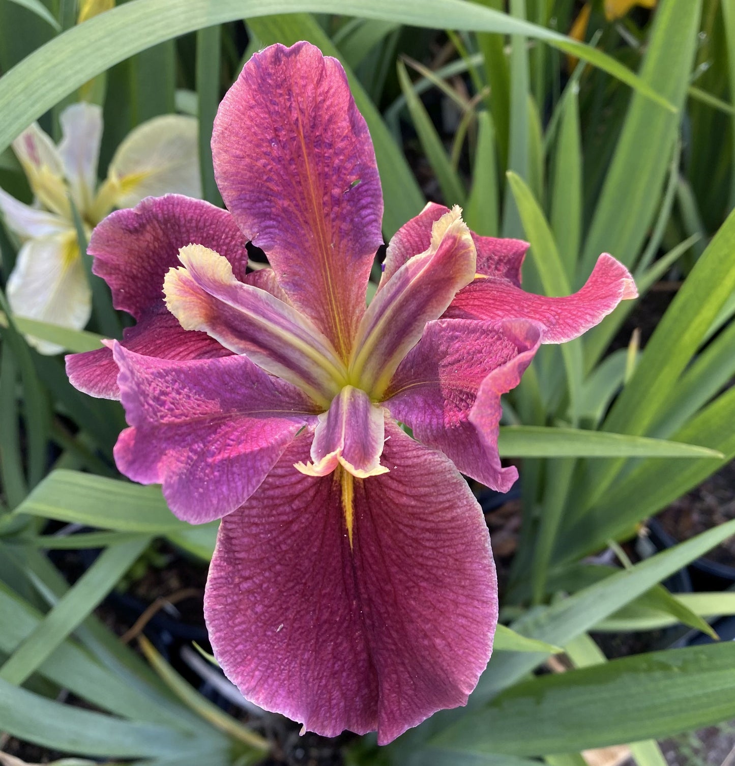 Louisiana Iris Andouille