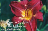 Image of Daylily Red Volunteer