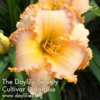 Placeholder image for Daylily Spacecoast Starburst