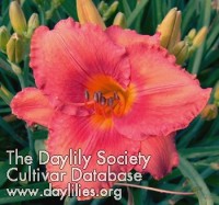 Image of Daylily Coral Majority