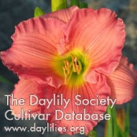 Placeholder image for Daylily Woodside Romance