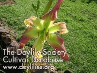 Image of Daylily Buddy's String Bean