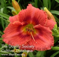 Image of Daylily Circus Maximus