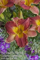 Image of Daylily Last Man Standing
