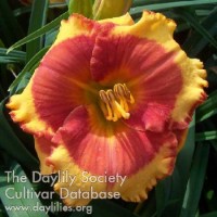 Image of Daylily Lollipop Kisses