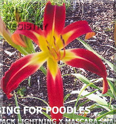 Image of Daylily Bobbing for Poodles