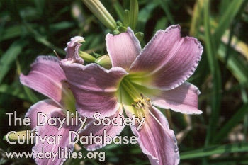 Image of Daylily Flutterbye