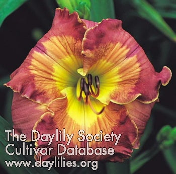 Image of Daylily Inca Puzzle
