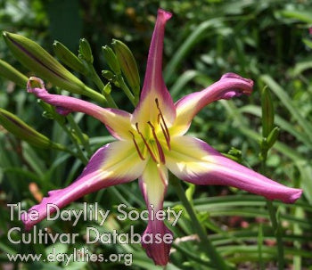 Image of Daylily Meet Me in Oz
