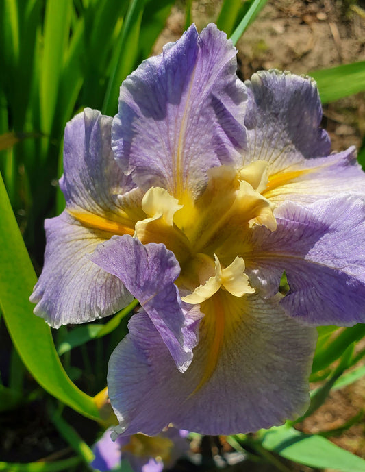 Image of a single bloom of Louisiana Iris Blue Splatter.