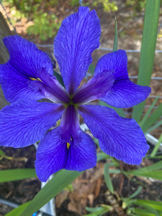 Image of a single bloom of Louisiana Iris Clyde Redmond.