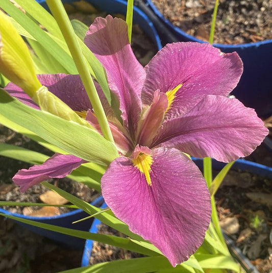 Image of a single bloom of Louisiana Iris Debbie's Delight.