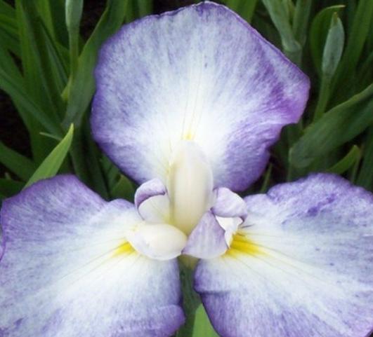 Image of a single bloom of Japanese Iris Gracieuse.