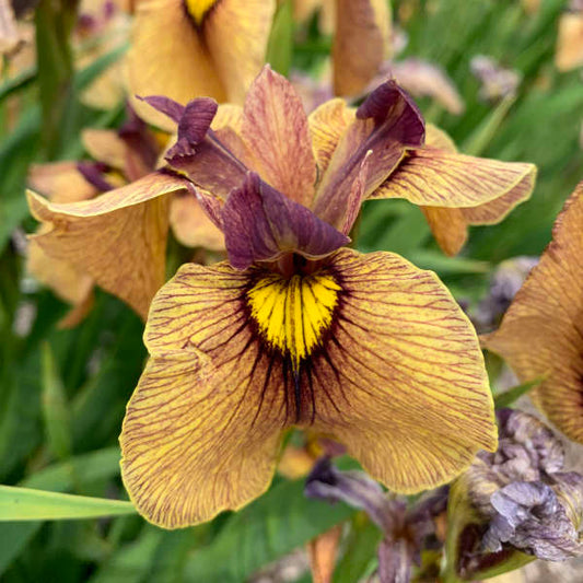 Image of a single bloom of Pseudata Iris Yarai. Image credit: Walters Gardens, Inc.