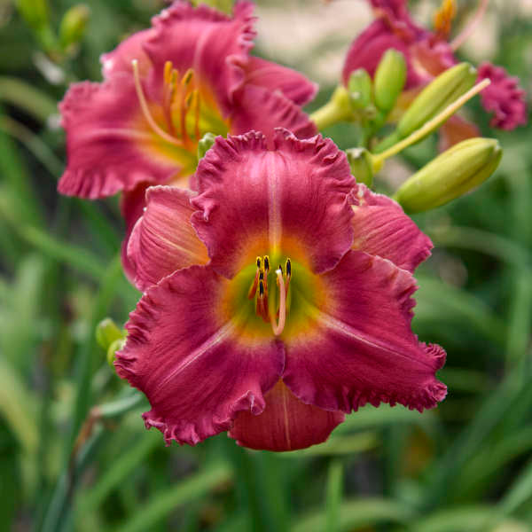 Image of a single bloom of Daylily Earlybird Cardinal . Image credit: Walters Gardens, Inc.