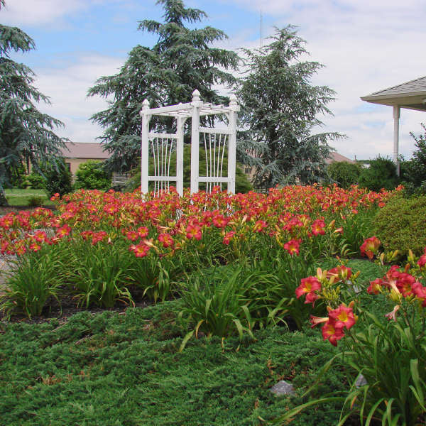 Image of a mass planting of Daylily Earlybird Cardinal . Image credit: Walters Gardens, Inc.