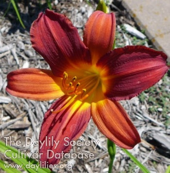 Image of Daylily Red Knight